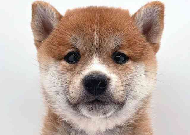 島根県の柴犬(標準サイズ) (ひごペットフレンドリーイオン松江ショッピングセンター店/2026年6月15日生まれ/女の子/赤)の子犬の1枚目の画像