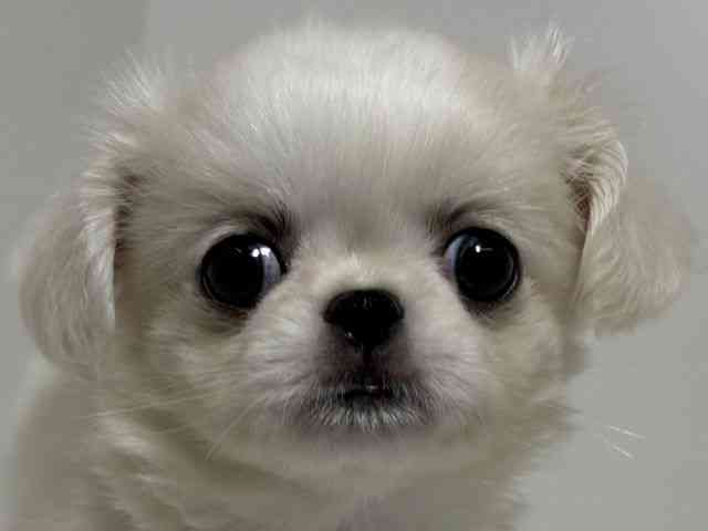 広島県のチワペキ/ペキチー/ペキチワ(チワワ×ペキニーズ) (ひごペットフレンドリーアルパーク広島店/2026年6月13日生まれ/女の子/クリーム)の子犬