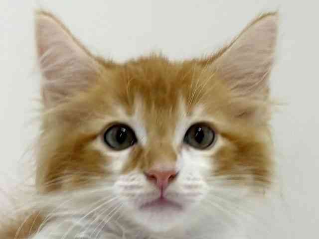 pet image