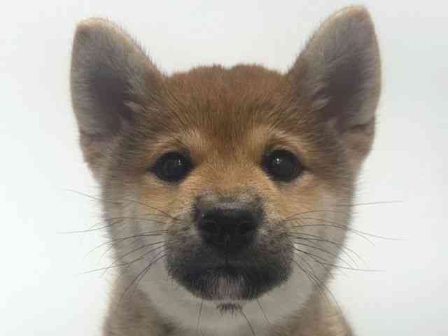 柴犬