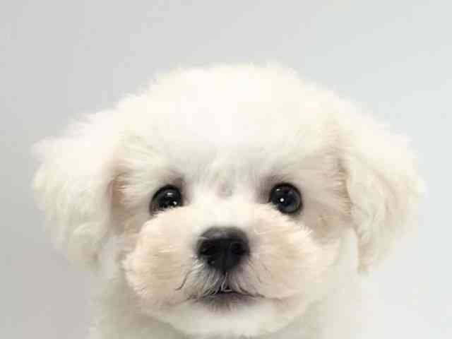 愛媛県のハーフ犬・ミックス犬 (ひごペットフレンドリーイオンモール今治新都市店/2026年6月21日生まれ/男の子/ホワイト)の子犬の1枚目の画像