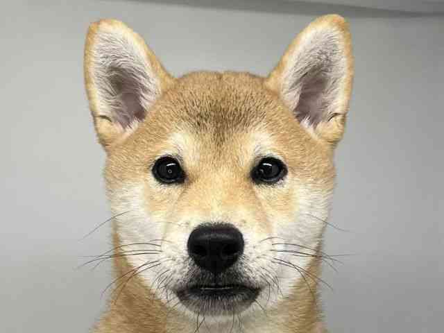 徳島県の柴犬(標準サイズ) (ひごペットフレンドリーゆめタウン徳島店/2026年4月26日生まれ/男の子/赤)の子犬の1枚目の画像