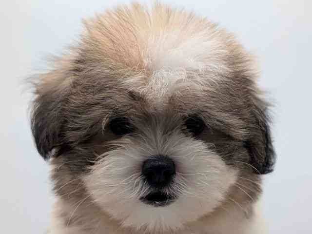 香川県のハーフ犬・ミックス犬 (ひごペットフレンドリーゆめタウン高松店/2026年6月20日生まれ/男の子/パーティーカラー)の子犬