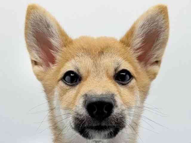 大阪府の柴犬(標準サイズ) (ひごペットフレンドリーみのおキューズモール店/2026年6月22日生まれ/女の子/赤)の子犬の1枚目の画像
