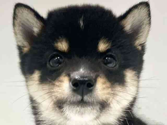 大阪府の柴犬(標準サイズ) (ひごペットフレンドリーイオンタウン豊中庄内店/2026年6月21日生まれ/男の子/黒)の子犬の1枚目の画像