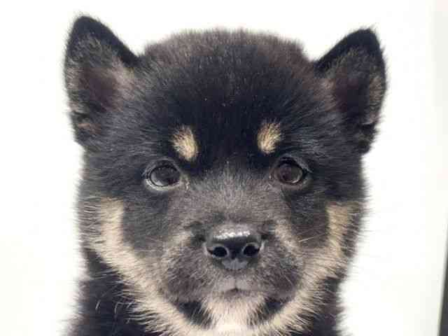 愛知県の柴犬(標準サイズ) (ひごペットフレンドリーヴィアモール アピタ江南西店/2026年6月21日生まれ/女の子/黒)の子犬の1枚目の画像