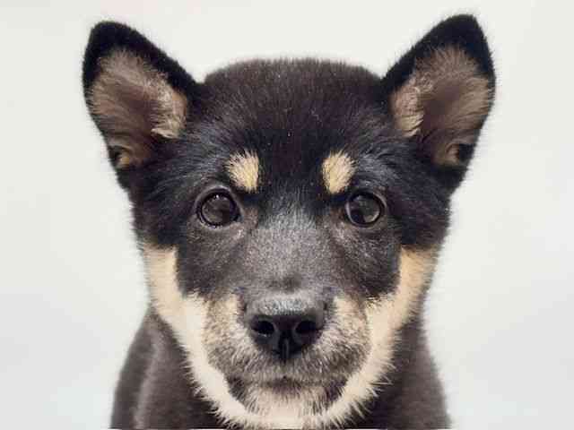 愛知県の柴犬(標準サイズ) (ひごペットフレンドリーヴィアモール アピタ江南西店/2026年6月21日生まれ/女の子/黒)の子犬の1枚目の画像