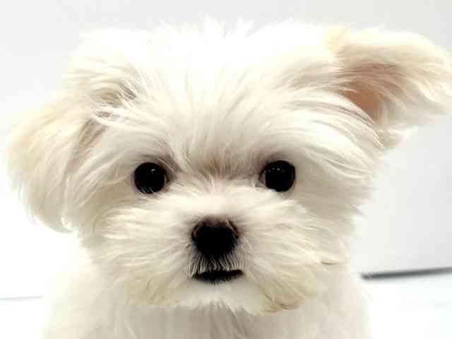 大阪府のマルチーズ (ひごペットフレンドリーイオンタウン茨木太田店/2026年6月20日生まれ/女の子/ホワイト)の子犬の1枚目の画像