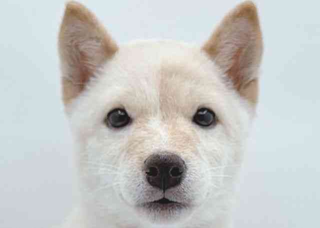 島根県の柴犬(標準サイズ) (ひごペットフレンドリーイオン松江ショッピングセンター店/2026年6月23日生まれ/男の子/タンレッド)の子犬の1枚目の画像