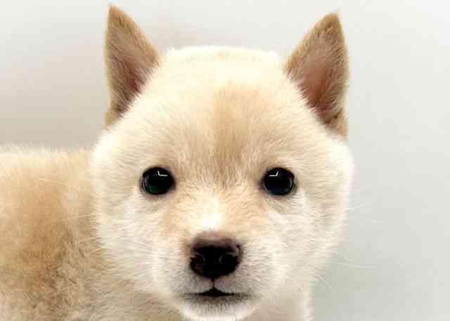 島根県の柴犬(標準サイズ) (ひごペットフレンドリーイオン松江ショッピングセンター店/2026年6月23日生まれ/男の子/タンレッド)の子犬の1枚目の画像