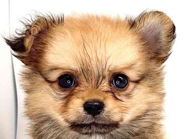pet image