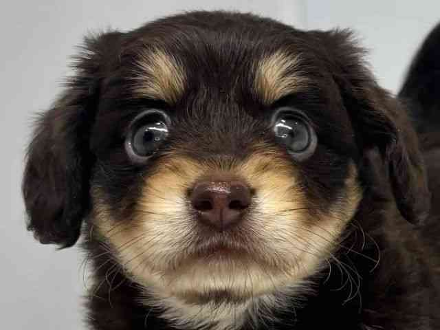 pet image