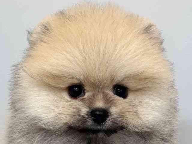 pet image