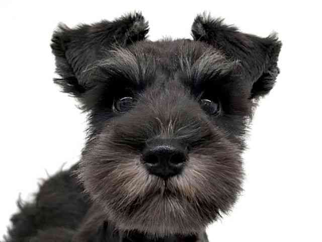 兵庫県のミニチュアシュナウザー (ひごペットフレンドリーブルメールHAT神戸店/2026年6月28日生まれ/男の子/ブラックシルバー)の子犬の1枚目の画像