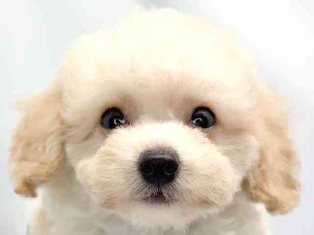 pet image