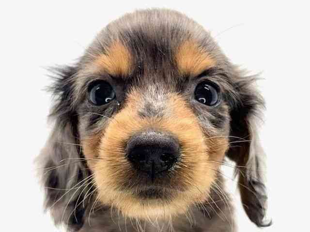 pet image