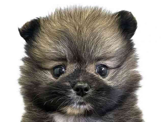 pet image