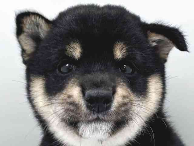 柴犬