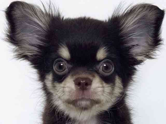 大阪府のチワワ(ロング) (ひごペットフレンドリーアクロスプラザ住之江店/2026年6月29日生まれ/女の子/チョコレートタンホワイト)の子犬の1枚目の画像
