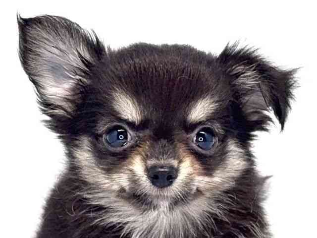 pet image