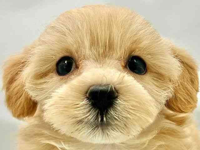 pet image