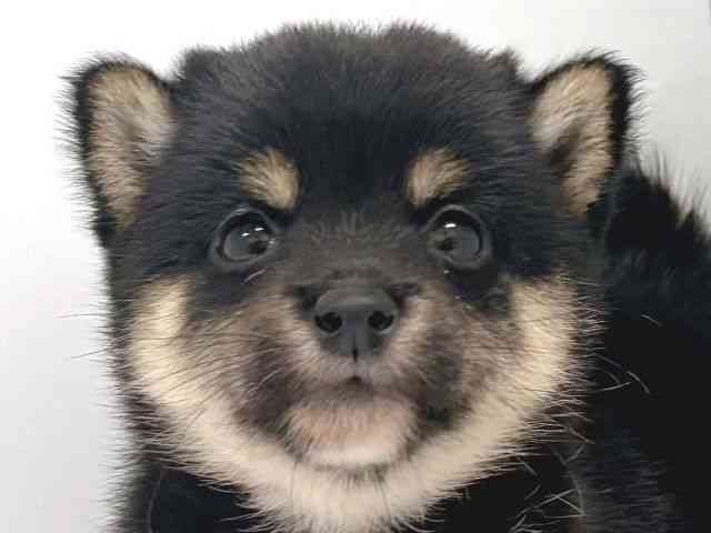 柴犬