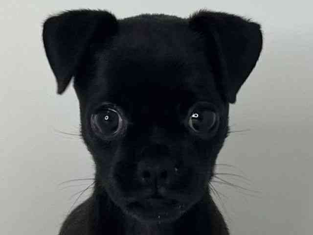 徳島県のハーフ犬・ミックス犬 (ひごペットフレンドリーゆめタウン徳島店/2026年7月1日生まれ/女の子/ブラック)の子犬の1枚目の画像