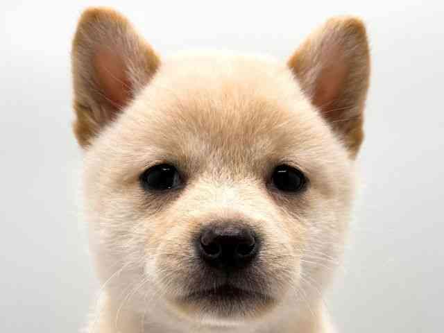 奈良県の柴犬(標準サイズ) (ひごペットフレンドリー田原本店/2026年7月1日生まれ/女の子/白)の子犬の1枚目の画像