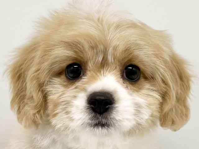 大阪府のハーフ犬・ミックス犬 (ひごペットフレンドリーイオンタウン豊中庄内店/2026年7月3日生まれ/女の子/ブレンハイム)の子犬の1枚目の画像