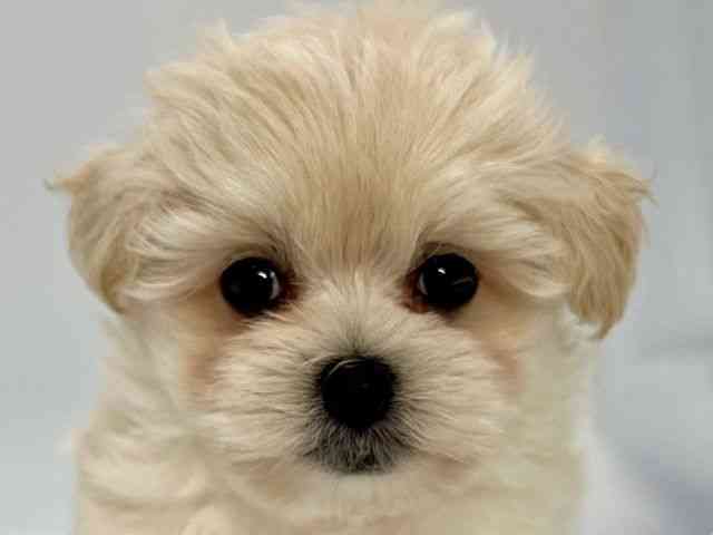 島根県のハーフ犬・ミックス犬 (ひごペットフレンドリーイオンモール出雲店/2026年7月3日生まれ/男の子/ホワイト)の子犬の1枚目の画像