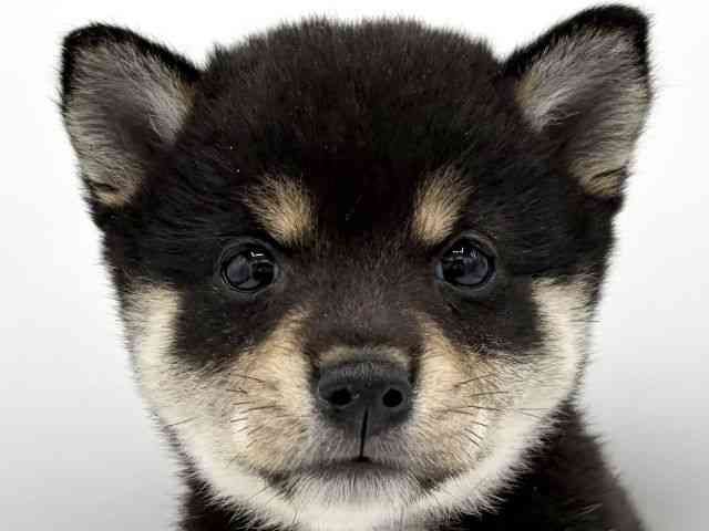 柴犬