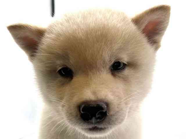 香川県の柴犬(標準サイズ) (ひごペットフレンドリーゆめタウン高松店/2026年7月5日生まれ/男の子/白)の子犬の1枚目の画像