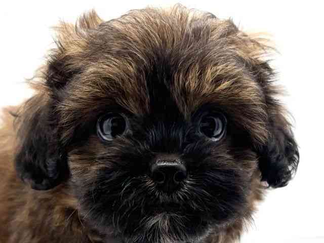 兵庫県のペキプー(ペキニーズ×プードル) (ひごペットフレンドリークラウンパーク伊丹店/2026年7月6日生まれ/女の子/フォーン)の子犬の1枚目の画像