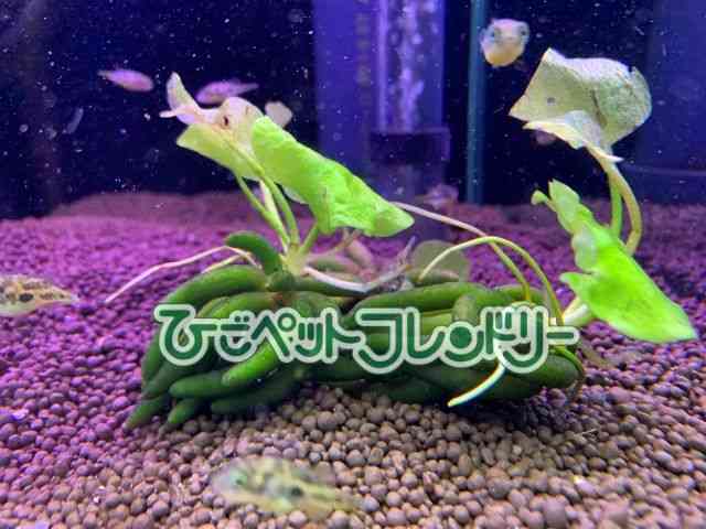 card-img