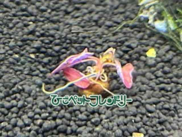 card-img