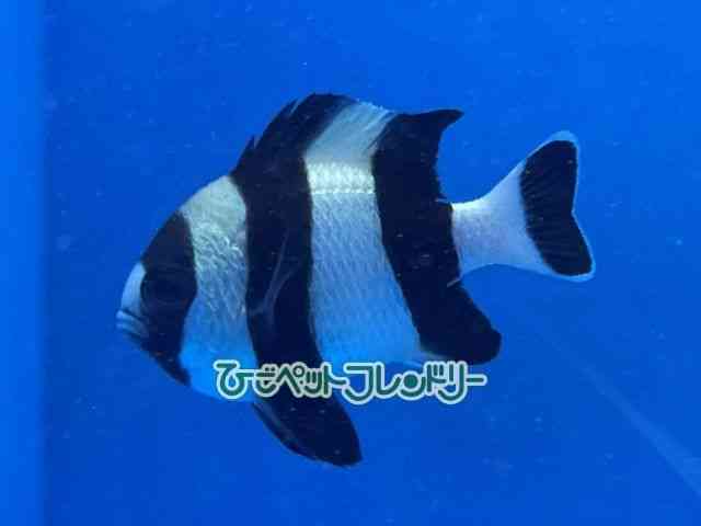 card-img
