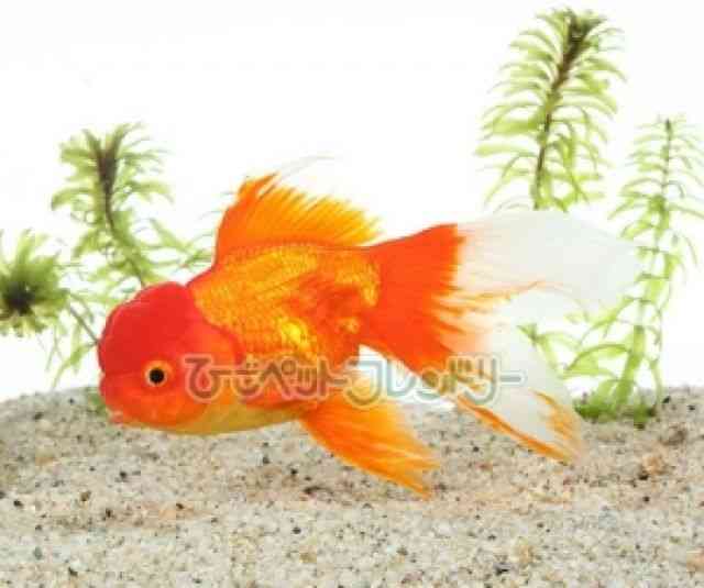 card-img