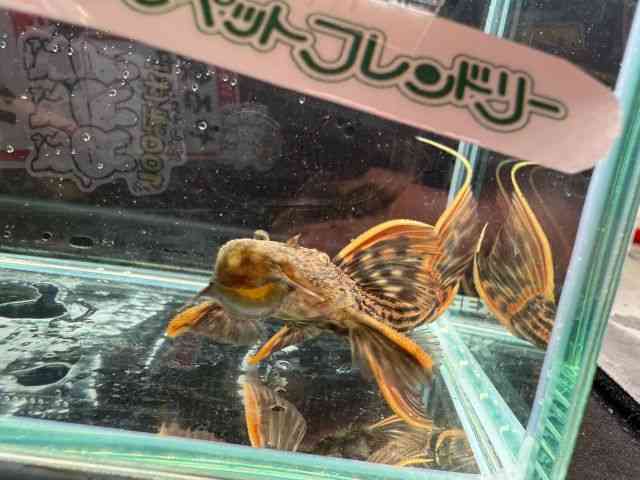 card-img
