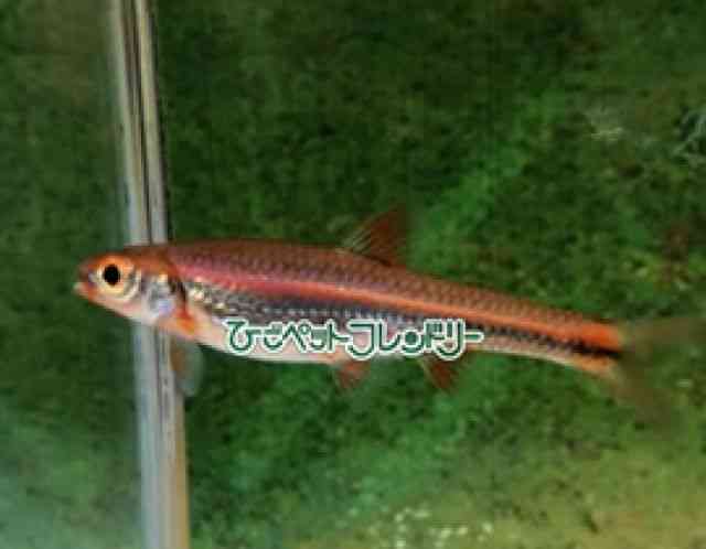 card-img