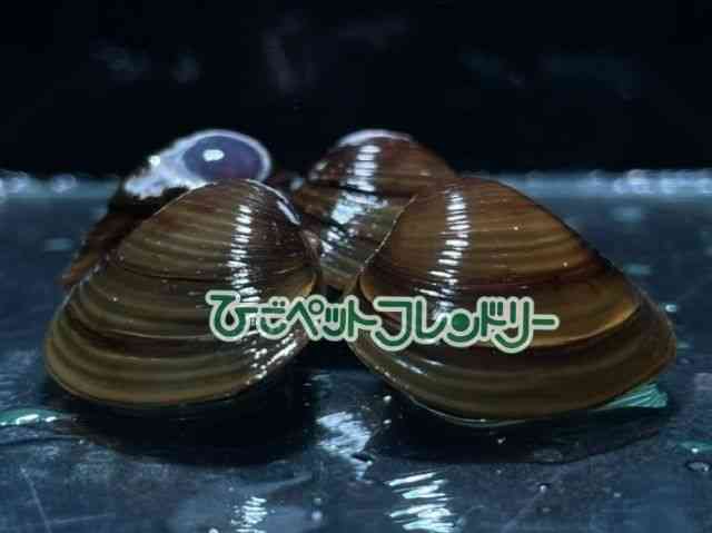card-img