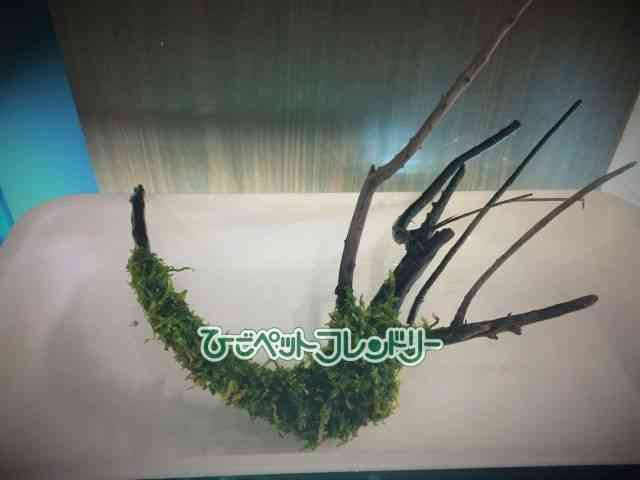 card-img