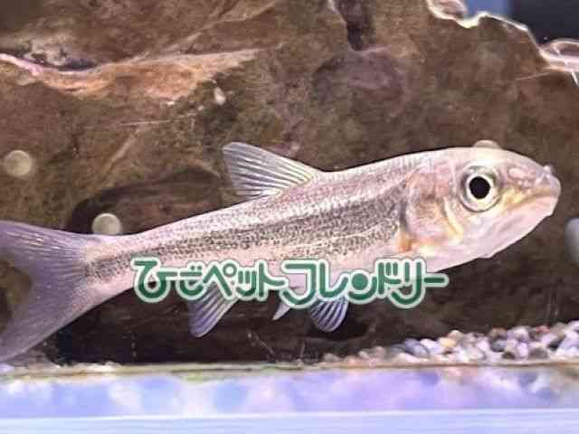 card-img