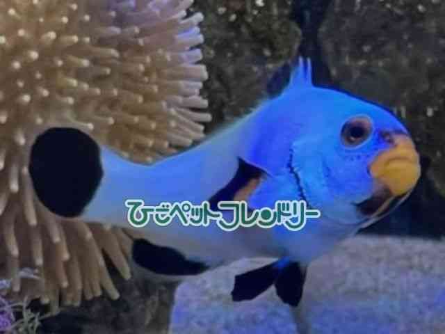 card-img