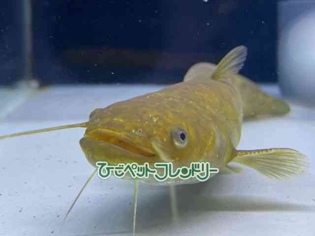 card-img