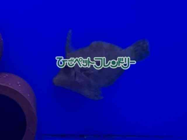 card-img