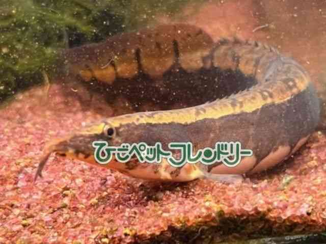 card-img