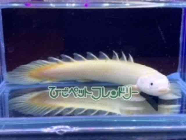 card-img