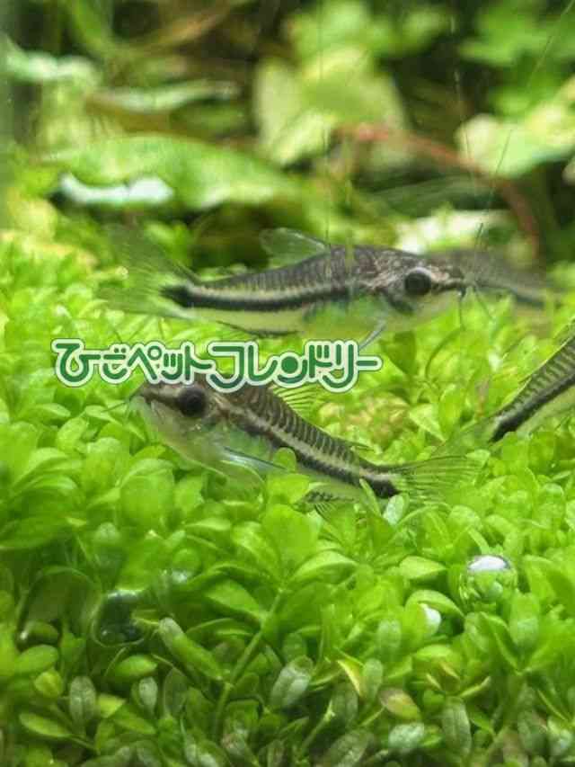 card-img