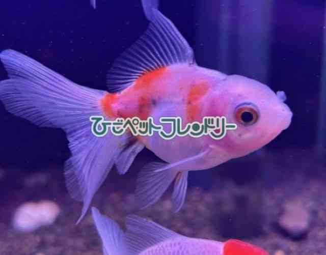 card-img