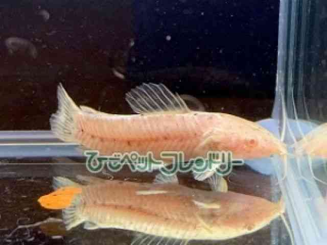 card-img